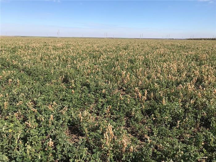 تنش یخبندان